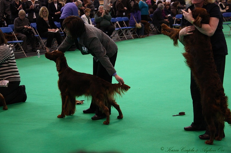 Crufts2011 354.jpg